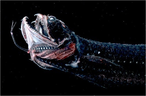 pez scally dragonfish animal extraño de las profundidades del mar