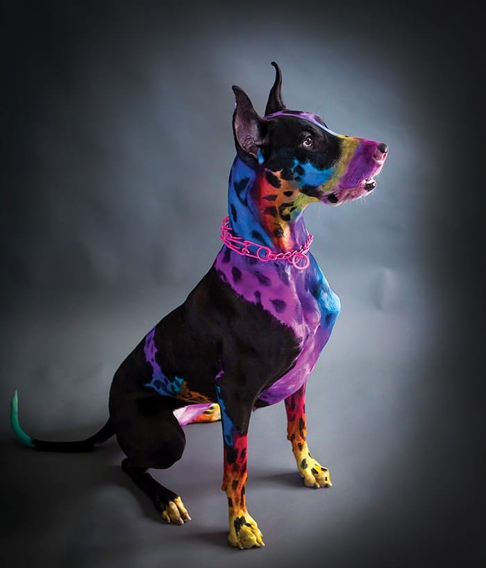Perro pintado en estética canina