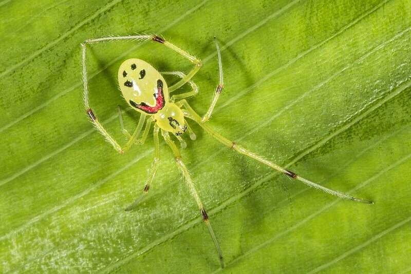 Araña cara feliz