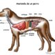 Curiosidades sobre anatomía del perro