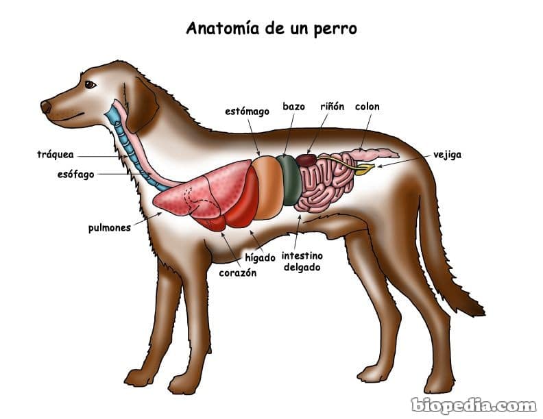 Curiosidades sobre anatomía del perro