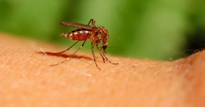 aliviar picaduras de mosquitos remedios
