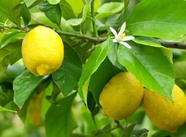 Propiedades del limon